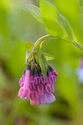 Virginia Bluebells