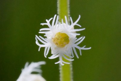 Miterwort Close-up