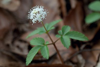 Dwarf Ginseng