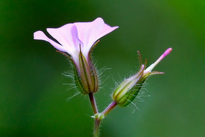 Herb Robert