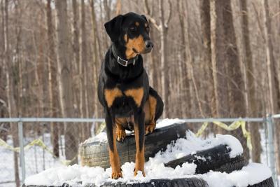 Max Sits on Tires