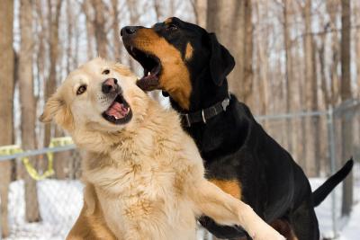 Max Barks at Lady