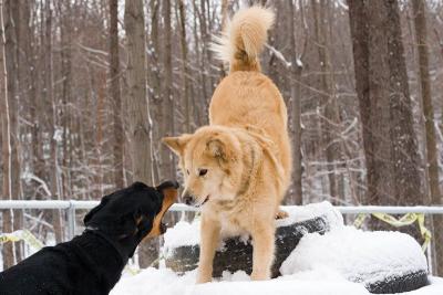 Lady Likes Max's Bark