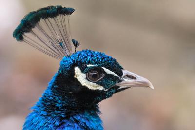 Male Peacock Profile