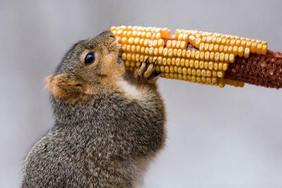 Fox Squirrel Eats Corn