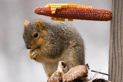 Fox Squirrel Eats Corn