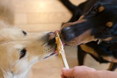 Lady and Max Clean Peanut Butter off the Spatula