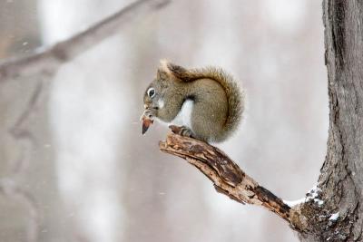 Red Squirrel Eats Tuliup Seedpod