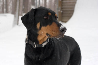 Max with Snow on His Nose