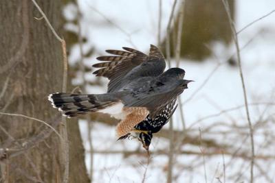 Cooper's Hawk Flying off with Hairy Woodpecker