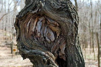 Bark with Old Wound