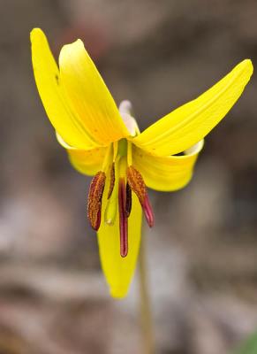 Dogtooth Violet