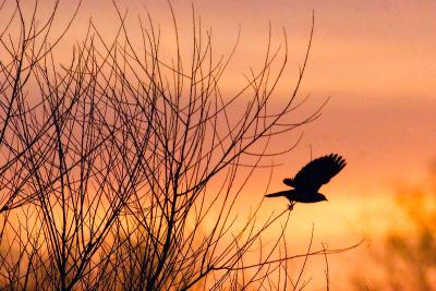 Red-winged Blackbird Flying Sunset