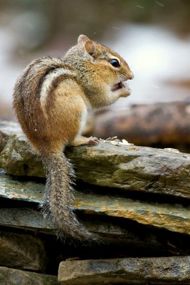 Chipmunk