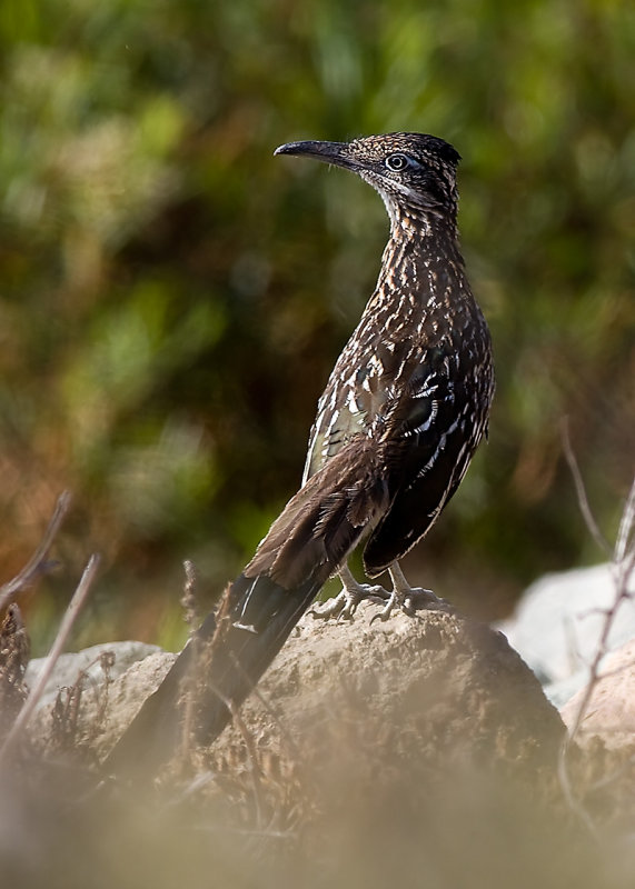 Greater Roadrunner