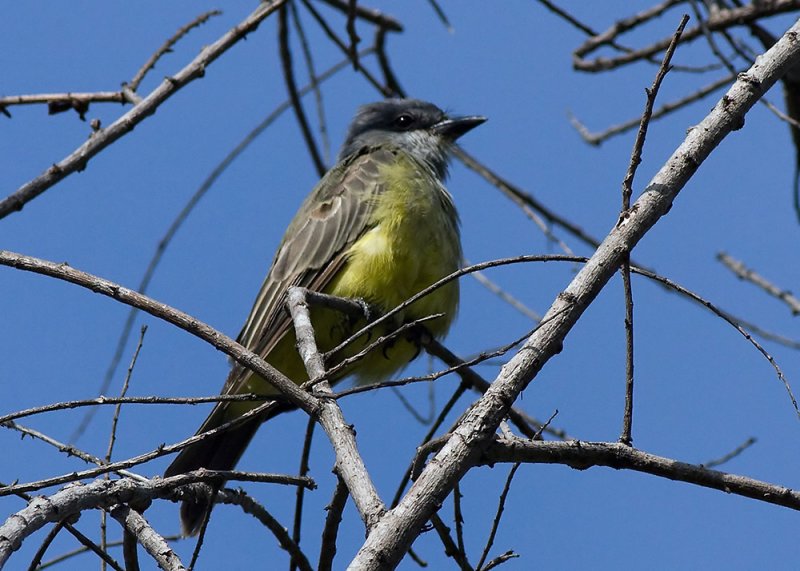 Cassins  Kingbird