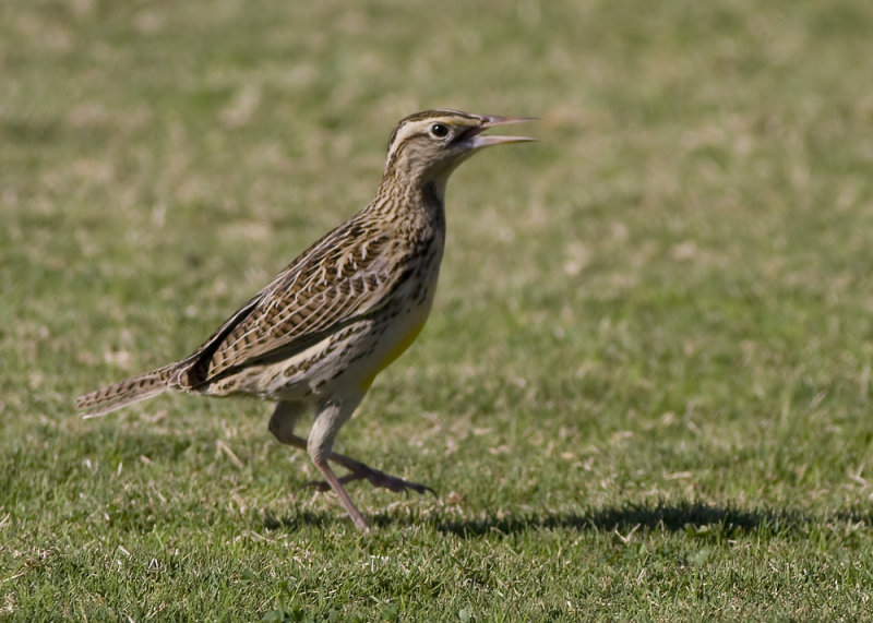 Western Meadowlark