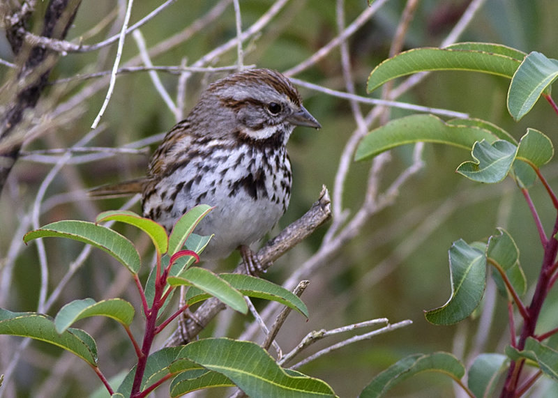 Song Sparrow