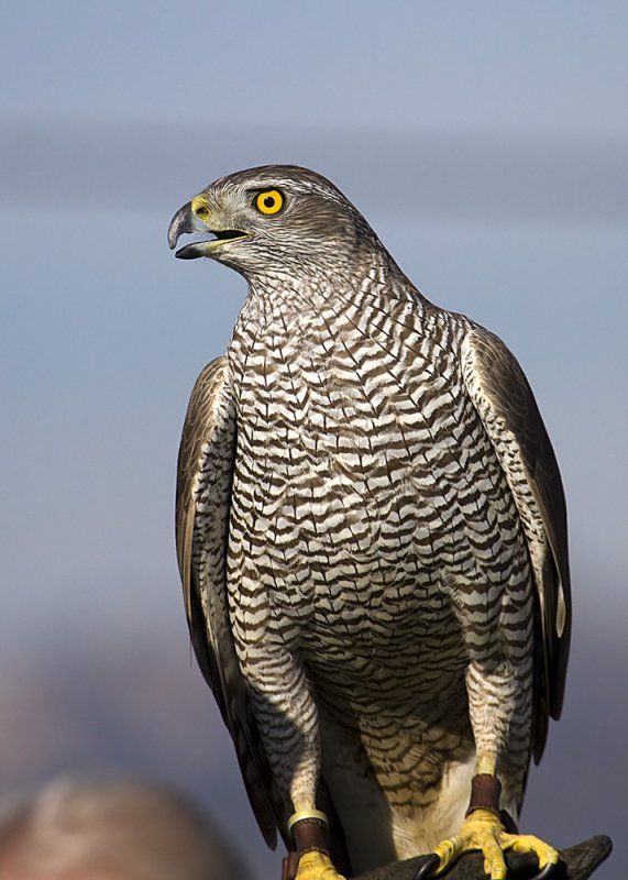 European Goshawk