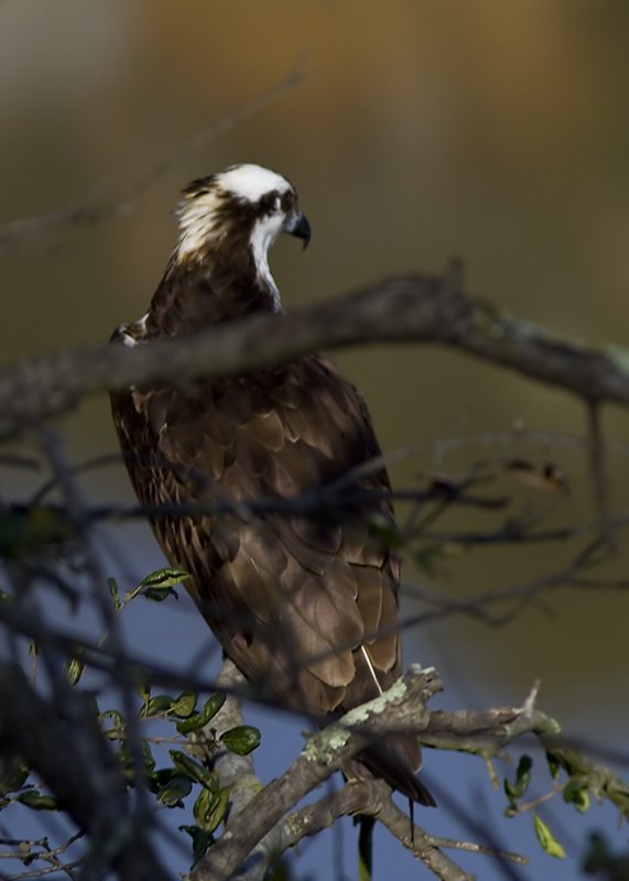 Osprey