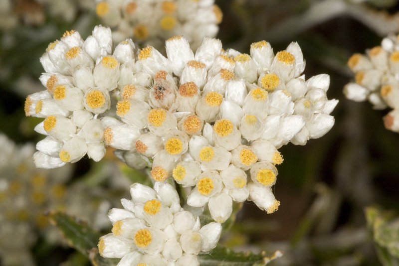 Annual Everlasting (Pseudognaphalium stramineum)