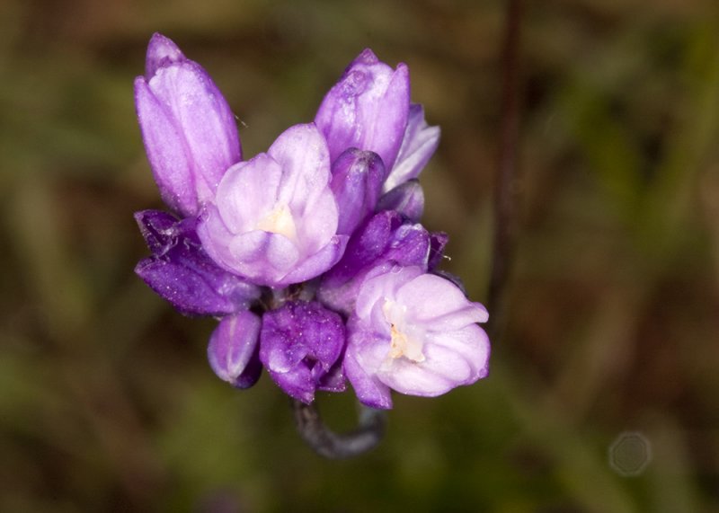 Blue Dicks (<em>Dichelostemma capitatum</em>)