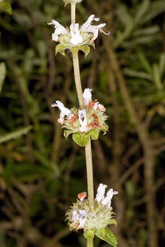 Black Sage (<em>Salvia mellifera</em>)