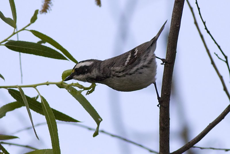 Black-throated Gray Warbler