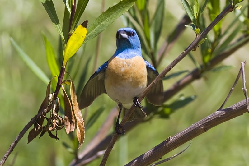 Lazuli Bunting