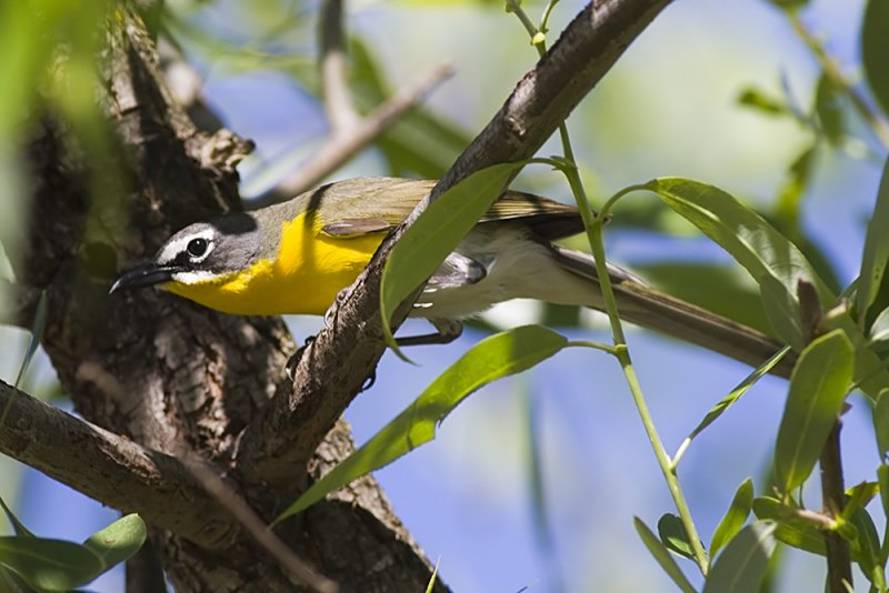 Yellow-breasted Chat