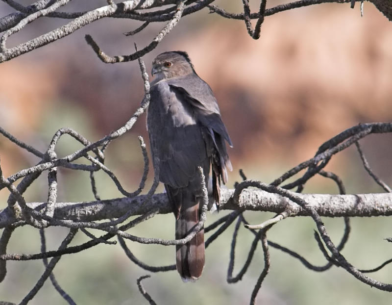 Coopers Hawk