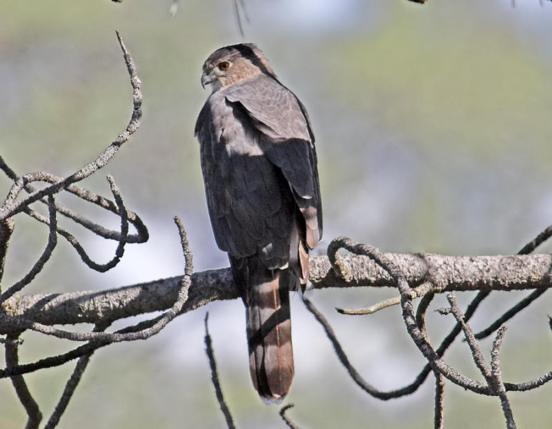 Coopers Hawk