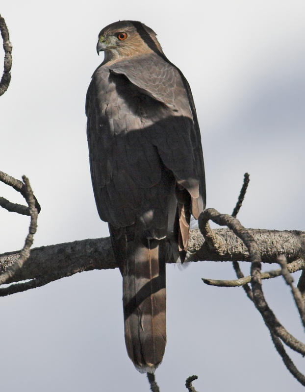 Coopers Hawk