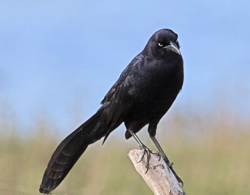 Great-tailed Grackle (<em>Quiscallus mexicanus</em>)