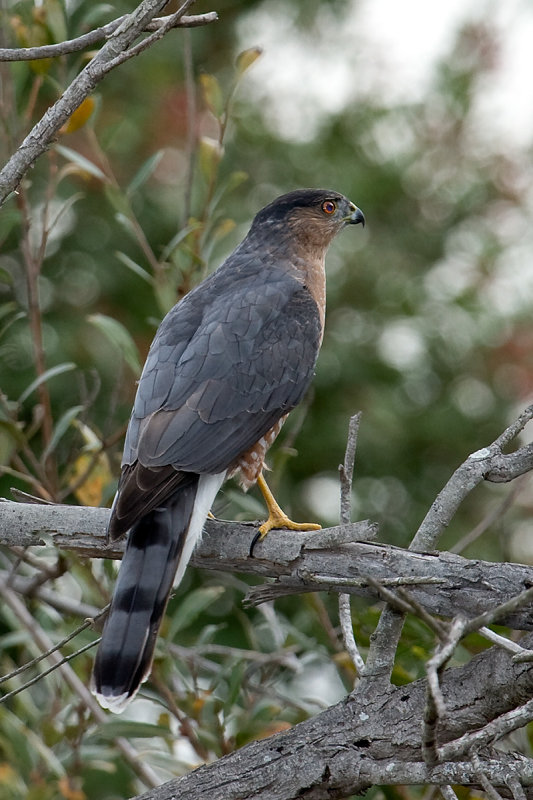 Coopers Hawk