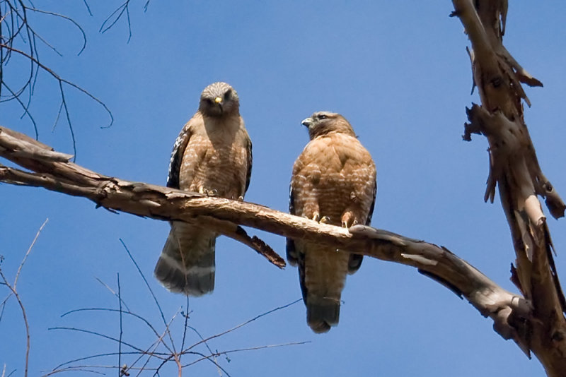 Red-shouldered Hawk