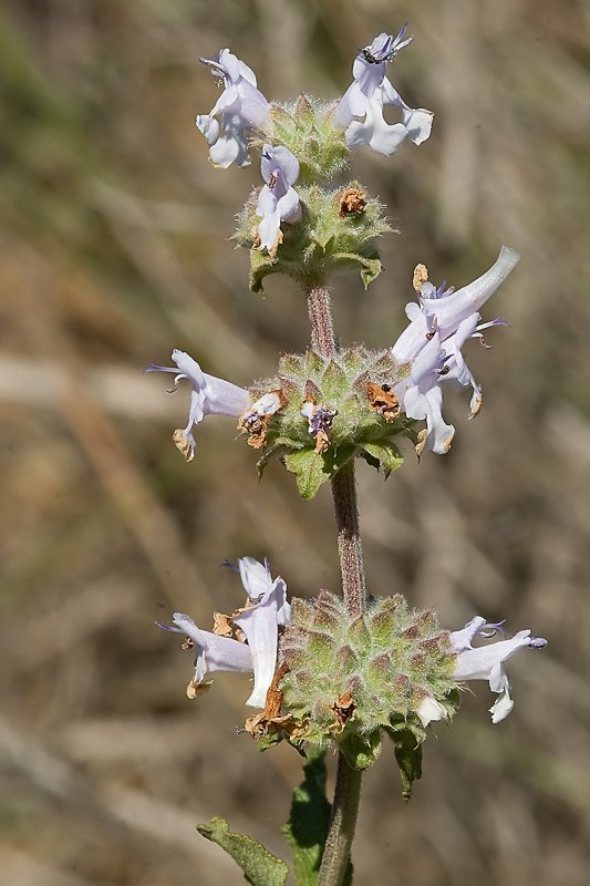 Black Sage  (<em>Salvia mellifera</em>)