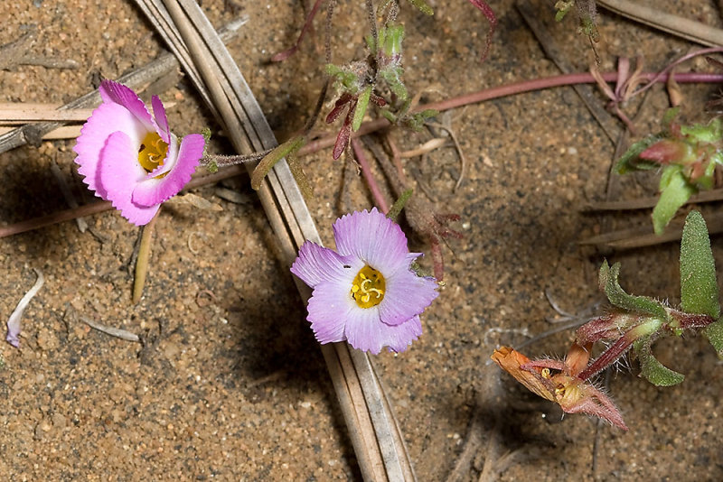 Ground Pink (<i>Linanthus dianthiflorus<i/>)