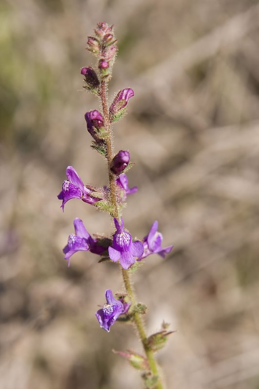 Nuttalls  Snapdragon  (<em>Antirrhinum nuttallianum</em>)