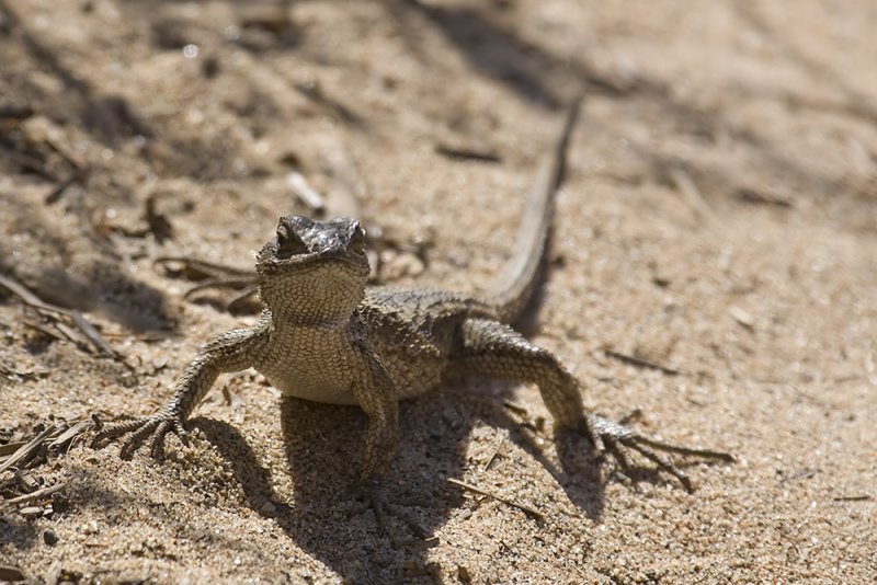 Western Fence Lizard   (<em>Sceloporus occidentalis</em>)