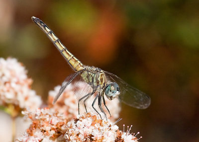 Blue Dasher (Pachydiplax longipennis)