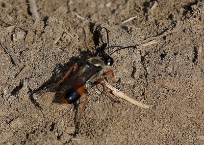 Predatory Sand Wasp ( Bembix species)