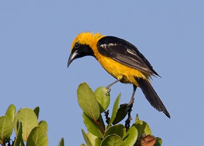 Hooded Oriole