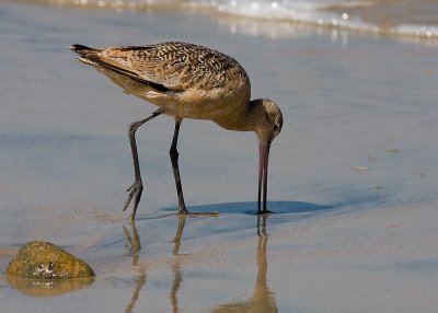 Marbled Godwit