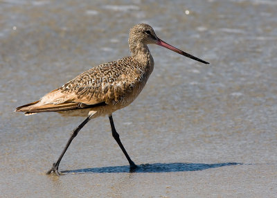 Marbled Godwit