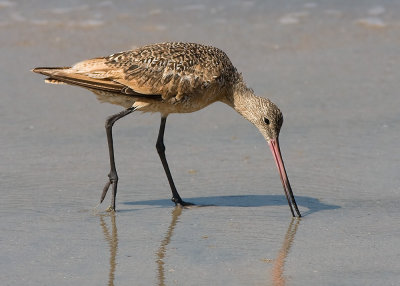 Marbled Godwit