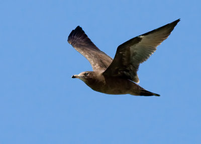 Herring Gull
