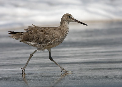 Willet