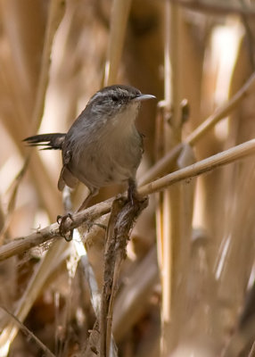 Marsh Wren