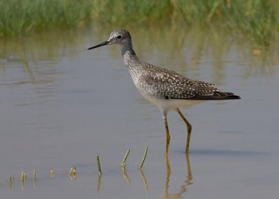 Lesser Yellowlegs